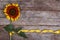 Decorative sunflower yellow flower with a beautiful ribbon