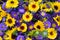 Decorative sunflowers and blue asters