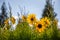 Decorative sunflowers in the flower bed.