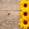 Decorative sunflowers on wooden background