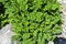 Decorative tansy - Tanacetum haradjanii in alpine garden among stones, close up