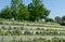 Decorative terraces with Euonymus fortunei `Emerald Gaiety` with variegated green and white leaves. Fortune`s spindle