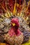 Decorative Thanksgiving turkey with knit and pinecone body and straw face and feather tail - selective focus