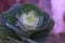 Decorative tiny flower cabbage