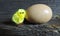 decorative tiny yellow chicken with natural egg on wooden surface background