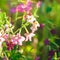 Decorative tobacco flowers