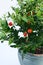 Decorative tomato plant - solanum