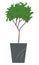 Decorative topiary tree in pot isolated at white background, houseplant in flowerpot, outdoor decor