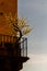 Decorative tree on balcony at sunset