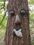 Decorative Tree Face in Forest