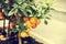 Decorative tree mandarin in a pot on the street of Catania, Sicily, Italy