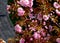 Decorative tree with pink blossom. spring flowers. soft gray blurred pavement background