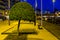 Decorative tree pruned a round shape, natural city decorations, beginner tree shaping