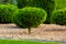 Decorative tree thuja evergreen bush in the garden with mulching.