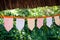 Decorative triangular and square party flags and lamps on trees, toned and with various patterns, with blurry green