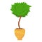 Decorative trimming outdoor plant tree in pot. Boxwood topiary garden plant. Decorative tree in flowerpot. Vector