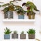 Decorative Tropical Succulent Plants In Geometric Ornamented Art Deco Style Flower Pots. Home Gardening.