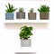 Decorative Tropical Succulent Plants In Geometric Ornamented Art Deco Style Flower Pots. Home Gardening.