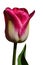 Decorative two-tone tulip flower, hybrid Hot Pants, with creamy white to yellow petal center and magenta pink petal corners