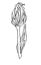 Decorative vector ink drawing tulip flower with leave