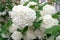 decorative viburnum buldenezh (Viburnum Boulle-de-neig, Viburnum opulus Roseum, Snow globe) blooms in the garden