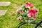 Decorative Vintage Model Old Bicycle Equipped Basket Flowers Garden