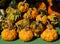 Decorative Warty Pumpkins