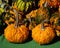 Decorative Warty Pumpkins