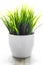 Decorative wheatgrass plant in white flower pot