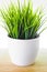 Decorative wheatgrass plant in white flower pot