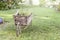 Decorative wheelbarrow in a garden with flower inside.