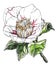 Decorative white Camellia japonica. Botanical illustration.