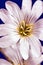 Decorative white cerastium flower