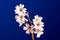 Decorative white cerastium flower