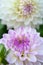 Decorative white lilac Dahlia blossom close-up