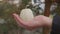 Decorative white mini-pumpkin in the hand of a woman.