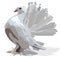 Decorative white pigeon vector image