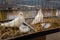 Decorative white pigeons in a cage, bird breeding. Trade show exhibition. Farming business, agriculture