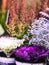 Decorative white & purple ornamental cabbages in front of flower shop