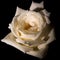 Decorative white rose