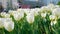 Decorative white tulips fluttering in the wind against the background of the city street and people