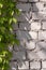 Decorative wild grapes on the wall of a brick house. Beautiful background for a brochure