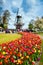 Decorative windmill in Keukenhof park. Tourists walking in blossom colorful tulip field