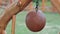 Decorative wooden ball