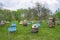 Decorative wooden beehives at apiary. Bee hive in village green garden
