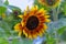 Decorative yellow and brown sunflower  blooming in summer in the garden.