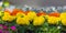 Decorative yellow and orange flowers, panoramic background photo. Tagetes