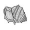 Decorative Zentangle Sea Shell illustration. Outline drawing. Coloring book for adult and children. Coloring page. Vector