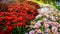 Decoratively planted bushes of chrysanthemums flowers of different colors close-up