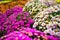 Decoratively planted bushes of chrysanthemums flowers of different colors close-up